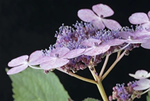 Hydrangea Serrata Drucke: Hydrangea