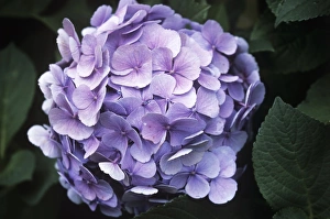 Hydrangea Macrophylla Drucke: Hydrangea flower head