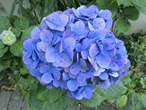 Hydrangea Macrophylla Drucke: Hydrangea flowerhead