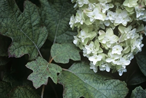Fall Foliage Photos Drucke: Hydrangea Grandiflora