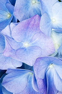 Hydrangea Macrophylla Drucke: Hydrangea (Hydrangea macrophylla)
