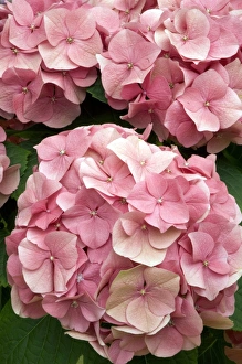 Hydrangea Macrophylla Drucke: Hydrangea macrophylla Rosita
