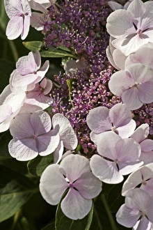 Hydrangea Macrophylla Drucke: Hydrangea macrophylla Teller Blanc