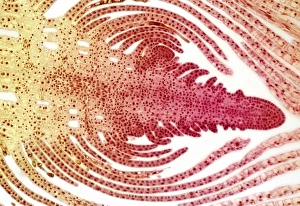 Aquatic Plant Structure Drucke: Hydrilla bud, light micrograph
