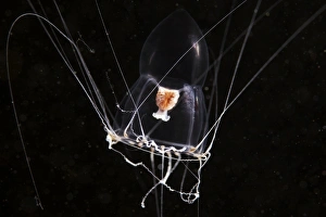 Bilder Datiert 31. August 2011: Hydromedusa