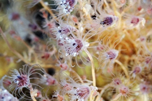 Deep Sea Creatures Images Drucke: Hydrozoa