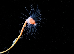 Cnidarian Species Drucke: Hydrozoan