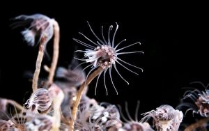 Coral Reef Animals Drucke: Hydrozoan colony