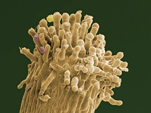 Pollen Grains SEM Drucke: Hypericum stigma with pollen grains, SEM