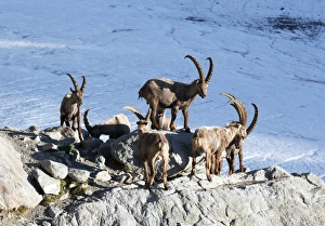 Mountain Goat Photography Drucke: Ibex by a glacier