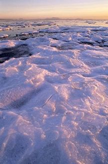 Drucke von Eisfloege. Nachmittagssonne schlägt auf See Eis hinab. Aufgenommen an der Grenze des Bays von Delta im kanadischen Britisch-Kolumbien im Januar Bilder Datiert 2006 Februar: Ice floe