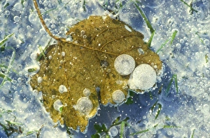 Ice Covered Leaves Drucke: Ice over a poplar leaf