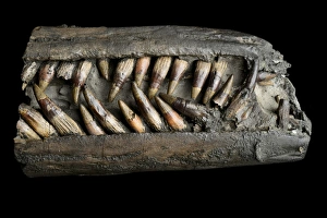Lyme Regis Fossils Drucke: Ichthyosaur snout