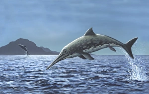 Prehistoric Sea Life Drucke: Ichthyosaurs leaping in the air, artwork