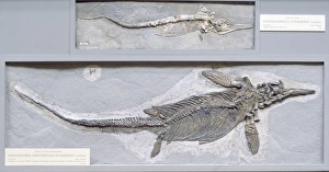 Ancient Marine Life Drucke: Ichthyosaurus intermedius C016 / 5590