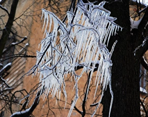 Russian Winter Landscapes Drucke: Icicles on a tree