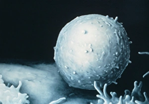 Immune System Cells Drucke: Illustration based on SEM of a single T-lymphocyte
