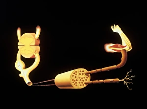 Bilder Datiert 1995 September: Illumination der menschlichen Reflexbogen