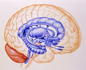 Drucke von Das Limbsystem. Illustration der anatomischen Strukturen des Limbsystems des Gehirns. Das Limbsystem wird in Blau dargestellt Bilder Datiert 2003 Mai: Illumination der Limbiksystem des Gehirns