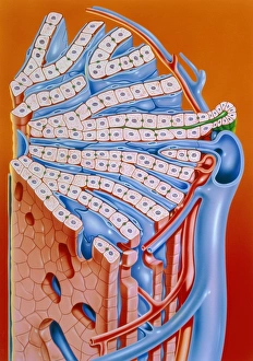 Human Liver Anatomy Drucke: Illustration of the structure of the liver