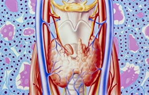 Human Body Organ Systems Drucke: Illustration of thyroid gland and microscopic view