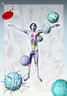 Skeletal System Anatomy Drucke: Immune system components