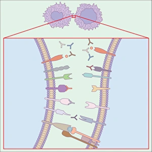 Drucke von Immunsystem. Computerart, die zeigt, wie T-Zellen (rechts), Antikörper (Y-förmig) und Antigen-präsentierende Zellen (APC, links) während einer Immunantwort miteinander interagieren Bilder Datiert 2010 November: Immunsystem, Kunstwerk.