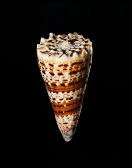 Tropical Ocean Wildlife Images Drucke: Imperial cone shell C019 / 1314