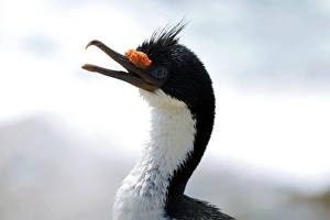 Cormorant Species Drucke: Imperial shag
