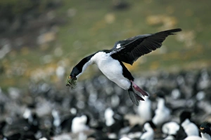 Cormorant Species Drucke: Imperial shag with nesting material