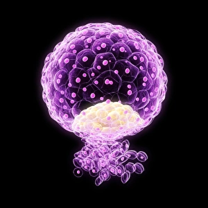 Embryo Development Stages Drucke: Implanted blastocyst, artwork F006 / 2189