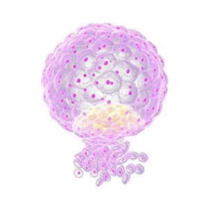 Embryo Development Stages Drucke: Implanted blastocyst, artwork F006 / 2199