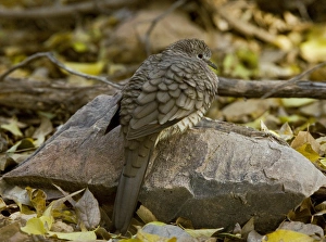 Arizona Wildlife Photos Drucke: Inca dove