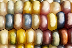 Zea Mays Drucke: Indian corn