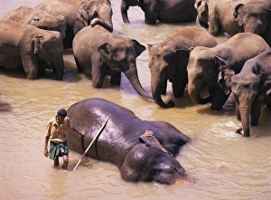 Sri Lankan Wildlife Images Drucke: Indian elephant bathing