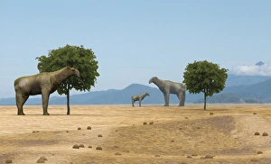 Herbivorous Mammals Drucke: Indricotherium