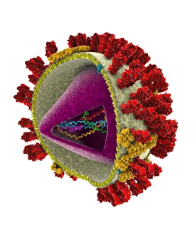 Bilder Datiert 1. Februar 2010: Flu-Virus-Struktur Kunstwerk