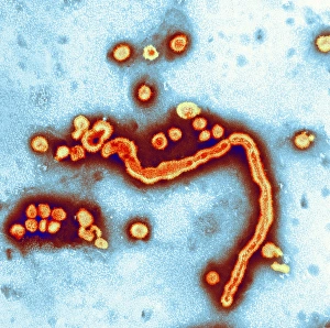 Coloured TEM Micrograph Drucke: Influenzavirus A, TEM