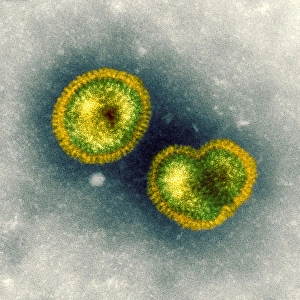 Influenza-Virus-B-Temperatur-Untersuchung