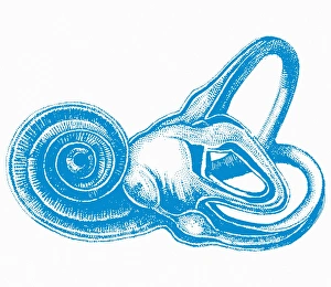 Inner Ear Anatomy Drucke: Inner ear