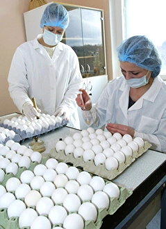 Vaccine Development Drucke: Inoculating chicken eggs