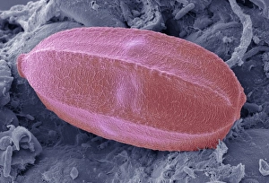 Coloured SEM Images Drucke: Insect egg, SEM