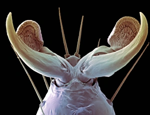 Scanning Electron Microscope Images Of Insects Drucke: Insect foot, SEM