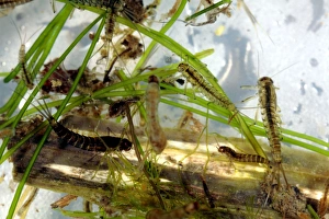Aquatic Invertebrates Drucke: Insect larvae