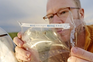 Drucke von Im Insektenfallgerät fotografiert der Fotograf die von seinem Auto während einer Fahrt erfassten Insekten Bilder Datiert 2006 September: Insektfall