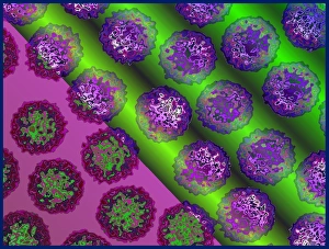Virology Images Drucke: Insect viruses, TEM
