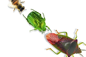 Bee Wildlife Photography Drucke: Insects