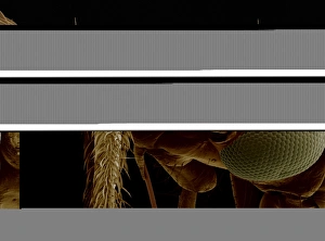 Scanning Electron Micrograph Insects Drucke: Insects head, SEM