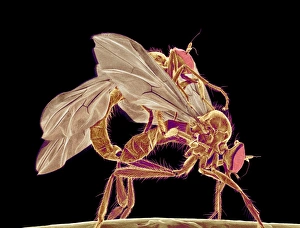 Insekten Paarung mit SEM