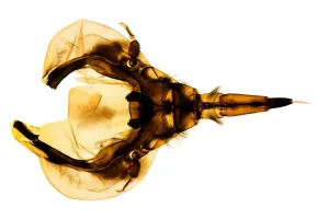 Insekten Drucke: Rückenschwimmerkopf, lebendige Mikrografie